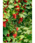 Смородина червона Ровада | Ribes rubrum Rovada | Смородина красная Ровада